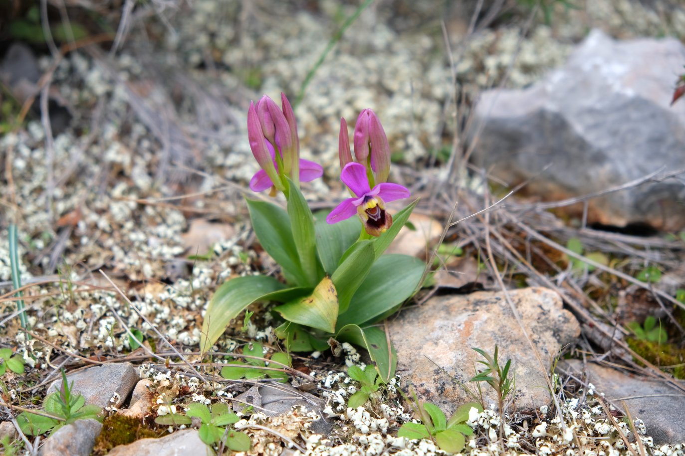 Anno nuovo, orchidee nuove: dalla Grecia con passione.